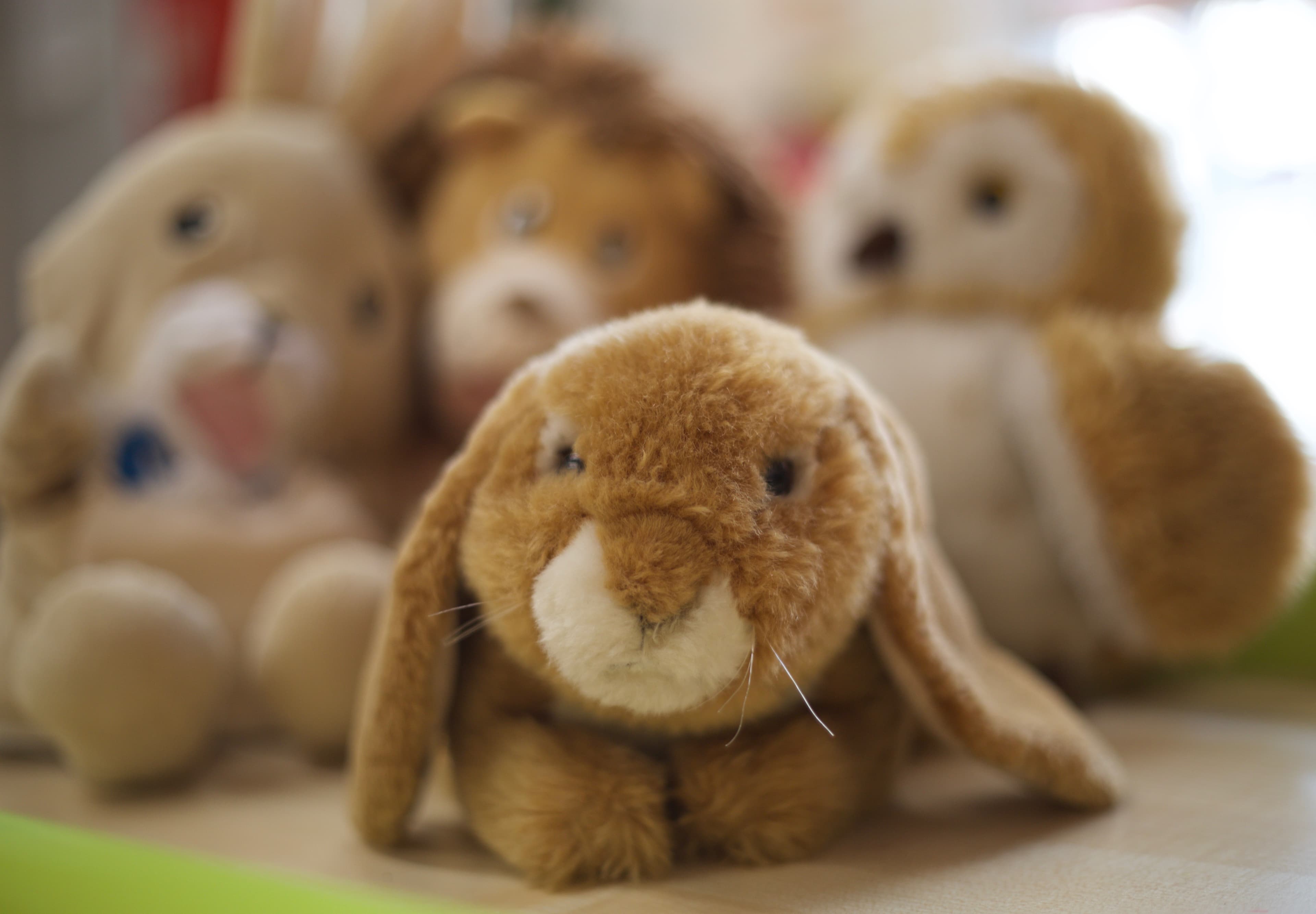 Stuffed bunny toys, the Bunnies on the Green mascots